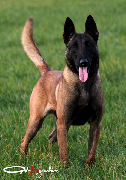 Malinois champion on sale
