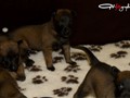 pups-3weeks1