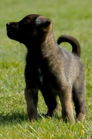 Malinois puppies for sale