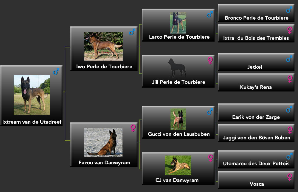 Pedigree Ixtream van de Utadreef