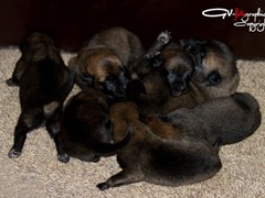 mechelse-herder-pups-w1-2