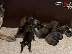 mechelse-herder-pups-w1-3