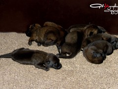 mechelse-herder-pups-w1-6