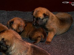 pups-ferco-krinka-2w6