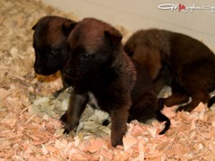 pups-ferco-krinka-3w3