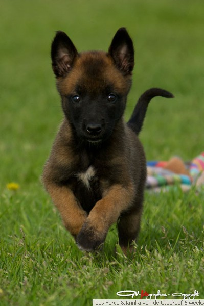 Malinois for sale