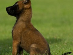 pups-ferco-krinka-6w3