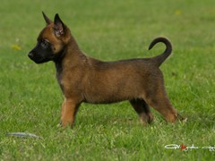 pups-ferco-krinka-6w4