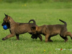 pups-ferco-krinka-6w6