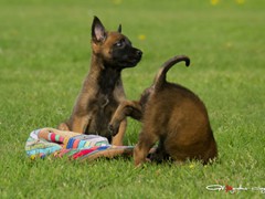 pups-ferco-krinka-6w7