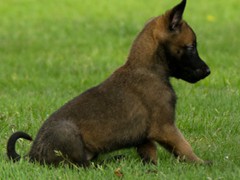 pups-ferco-krinka-6w9