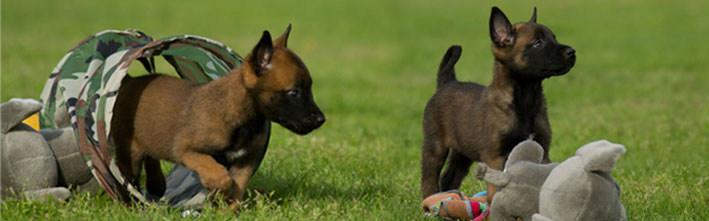 Malinois puppies